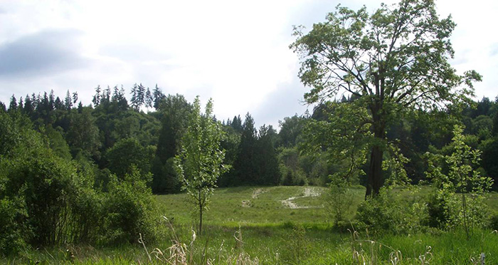 small meadow surrounded by deciduous and coniferous trees at Evans Creek Preserve