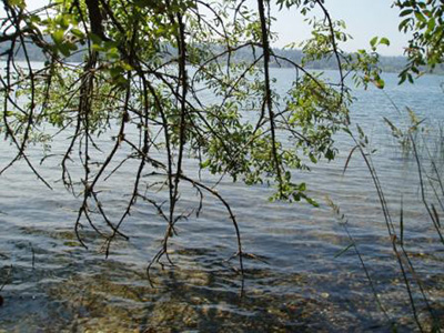 tree branches dangle towards rippling shallow sunlit lakewater 