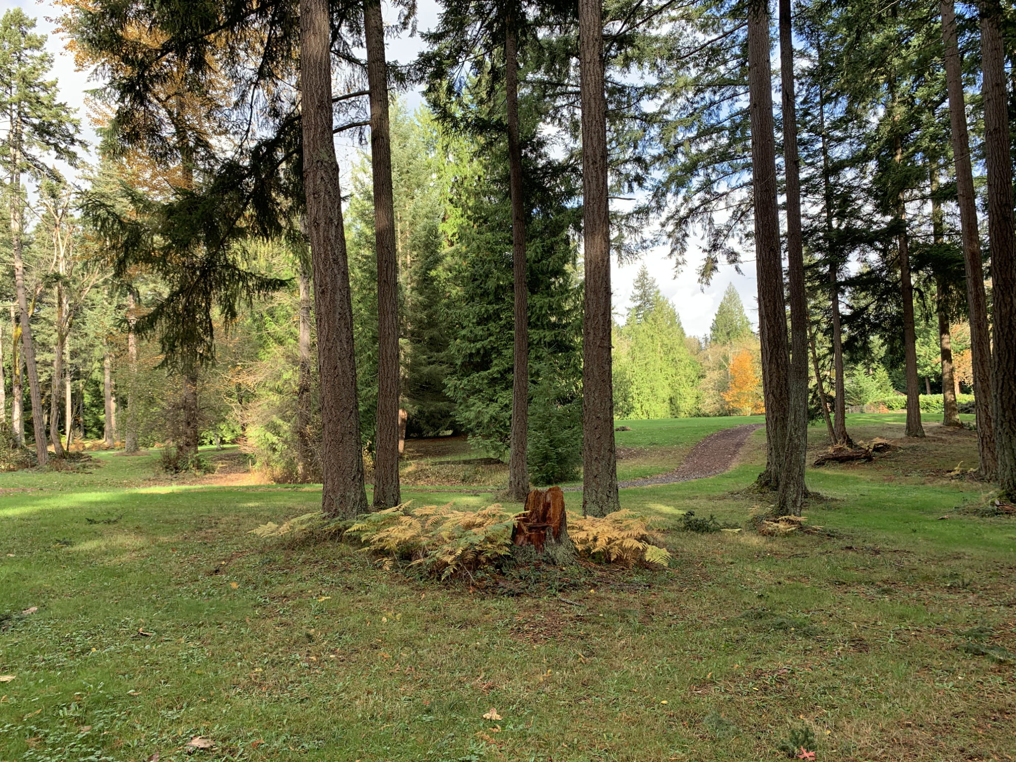 an open stand of douglas firs in a grassy area beside a dirt path