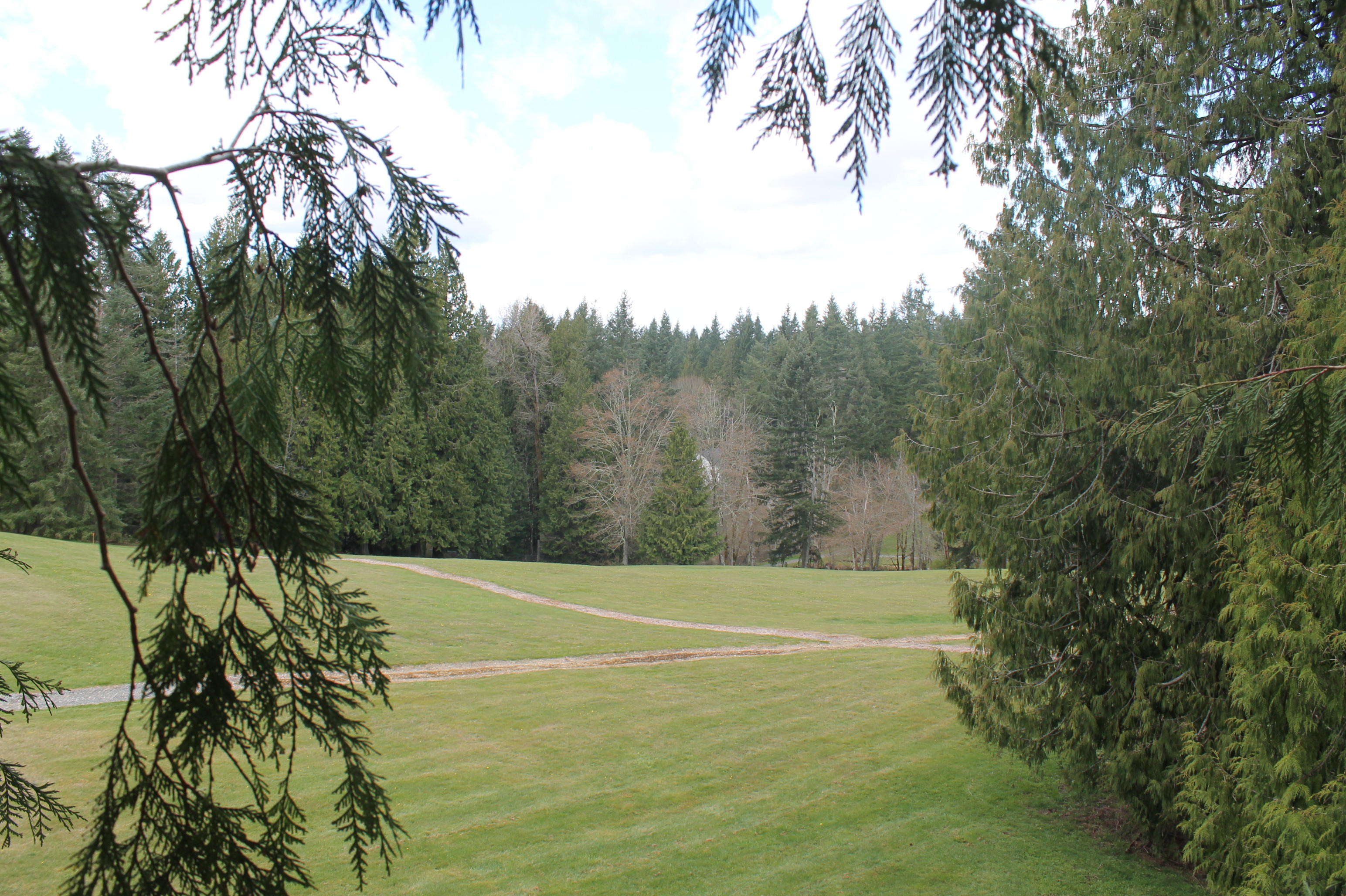 looking through a gap between cedar trees across a wide sloped lawn with criss-crossing dirt paths