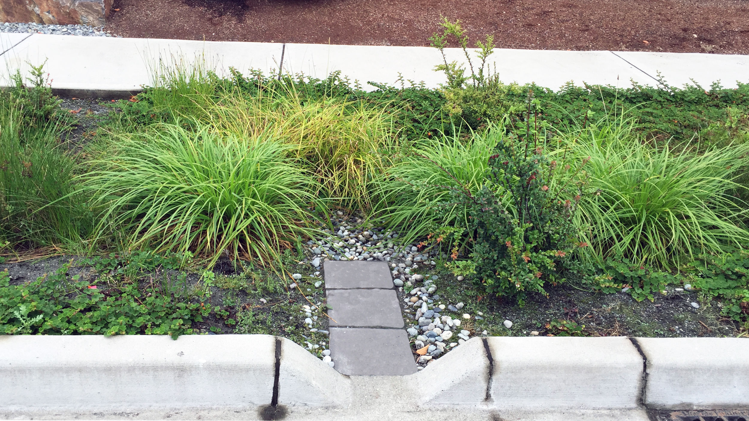 curb cut draining stormwater from the street into a vegetated strip between the road and sidewalk