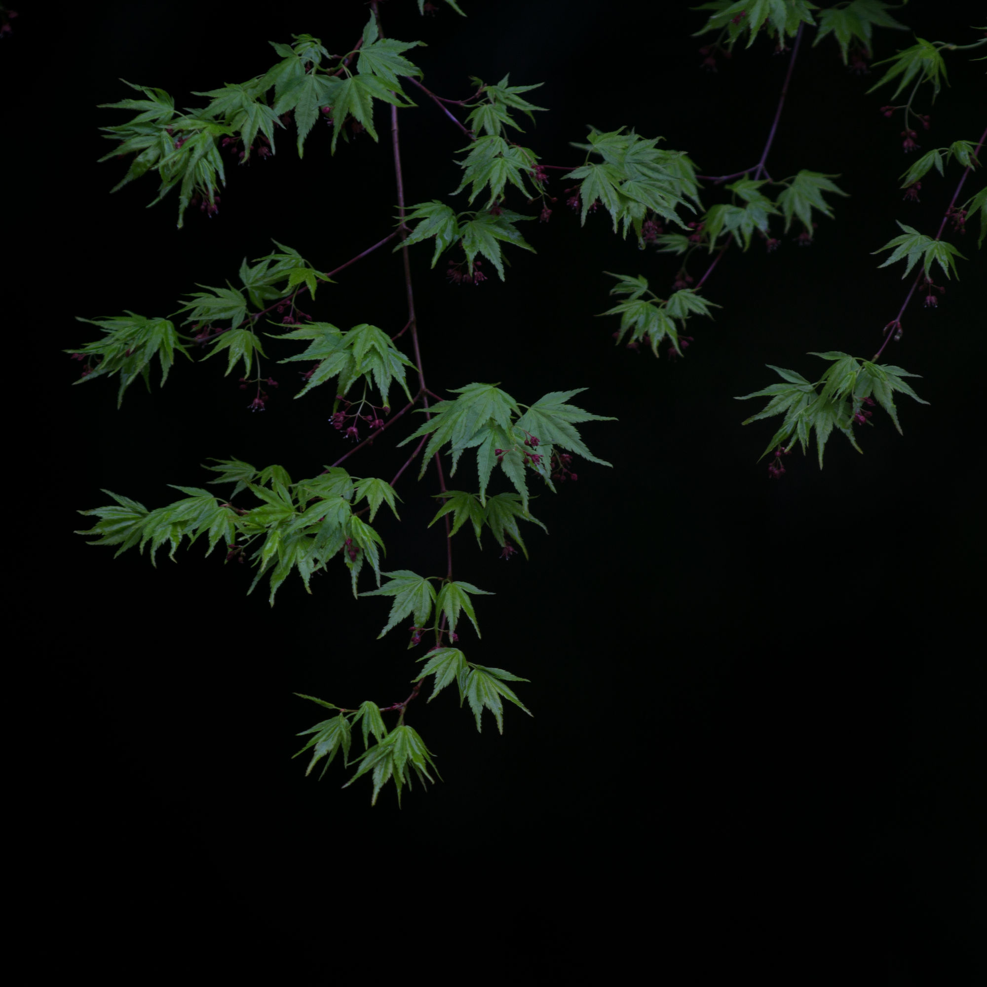an elegant arragement of green maple leaves against a black background
