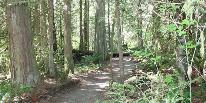 cedars large and small line the gravel trail at beaver lake preserve