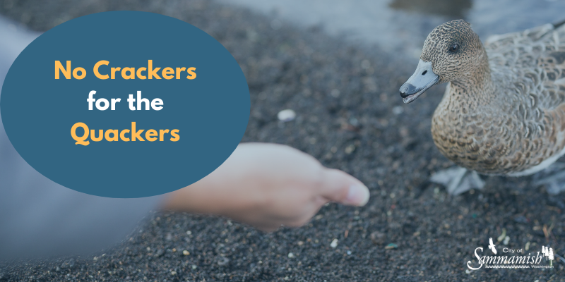 Photo showing a person's hand reaching out to a duck. No crackers for the quackers.