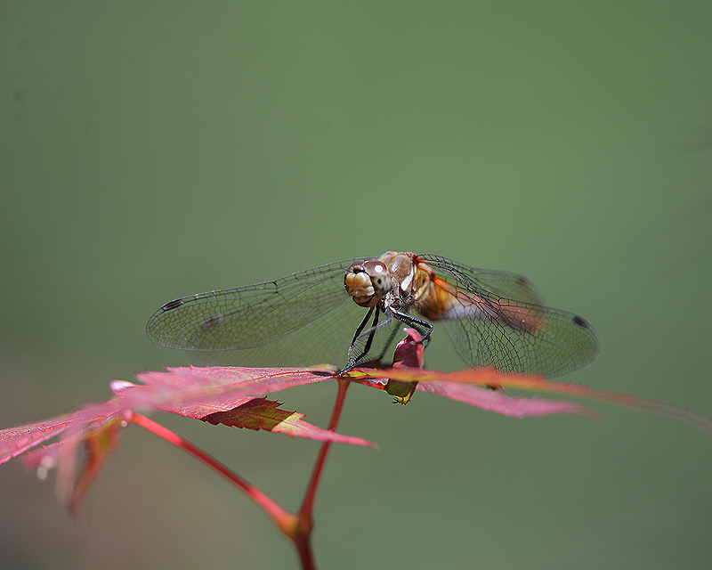 dragonfly perched on red leaf