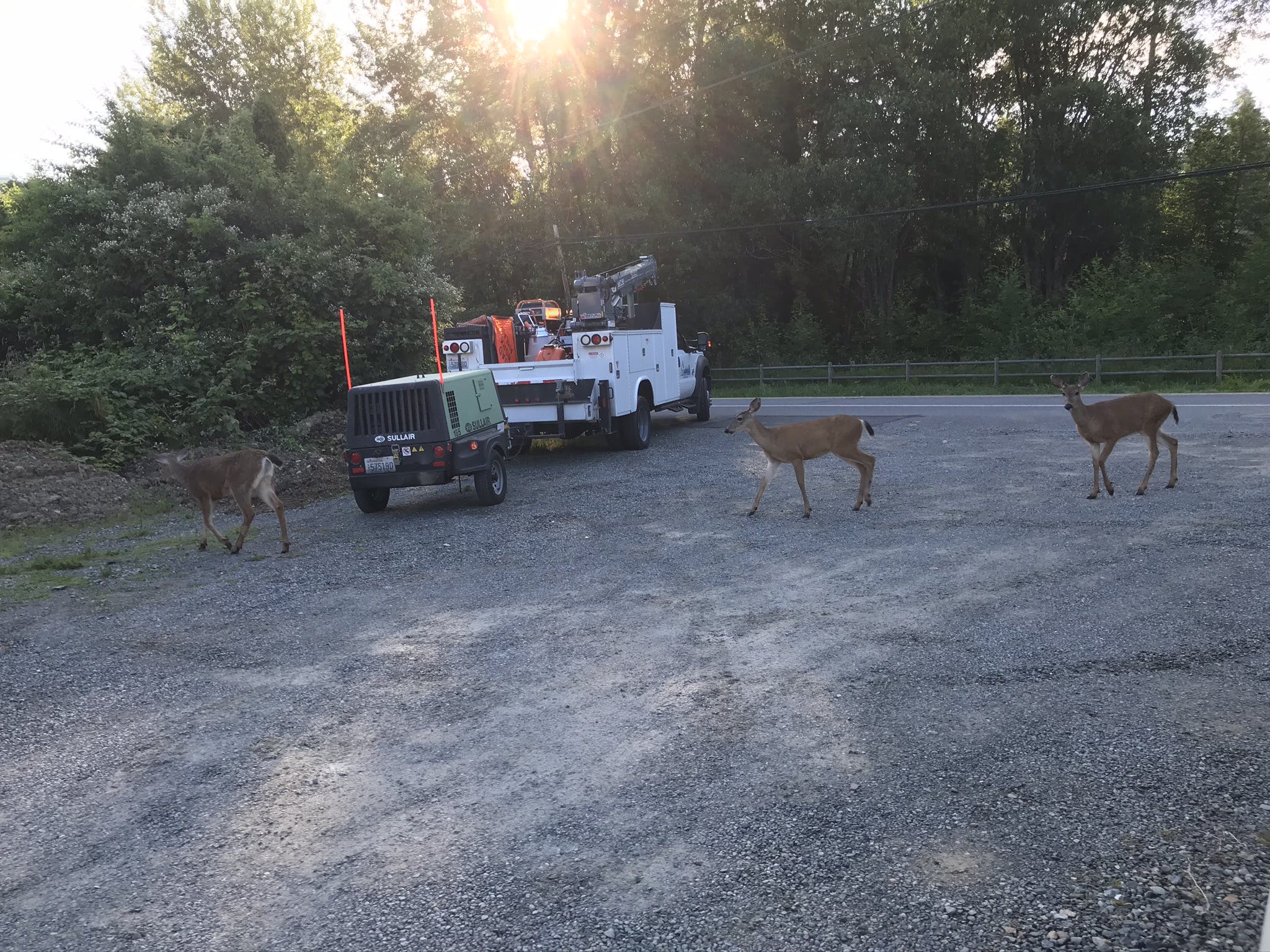 Three deer walk past the crew members' truck just north of Ebright Creek in Sammamish.
