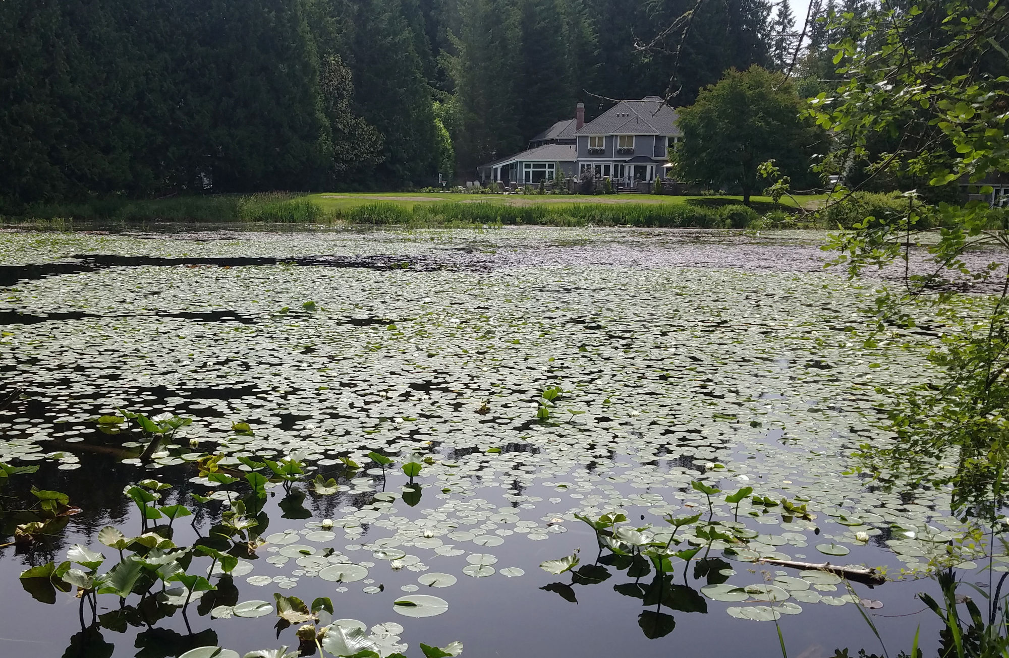 Beaver Lake in Sammamish covered in lilies, with evergreen trees and two-story house in the background.