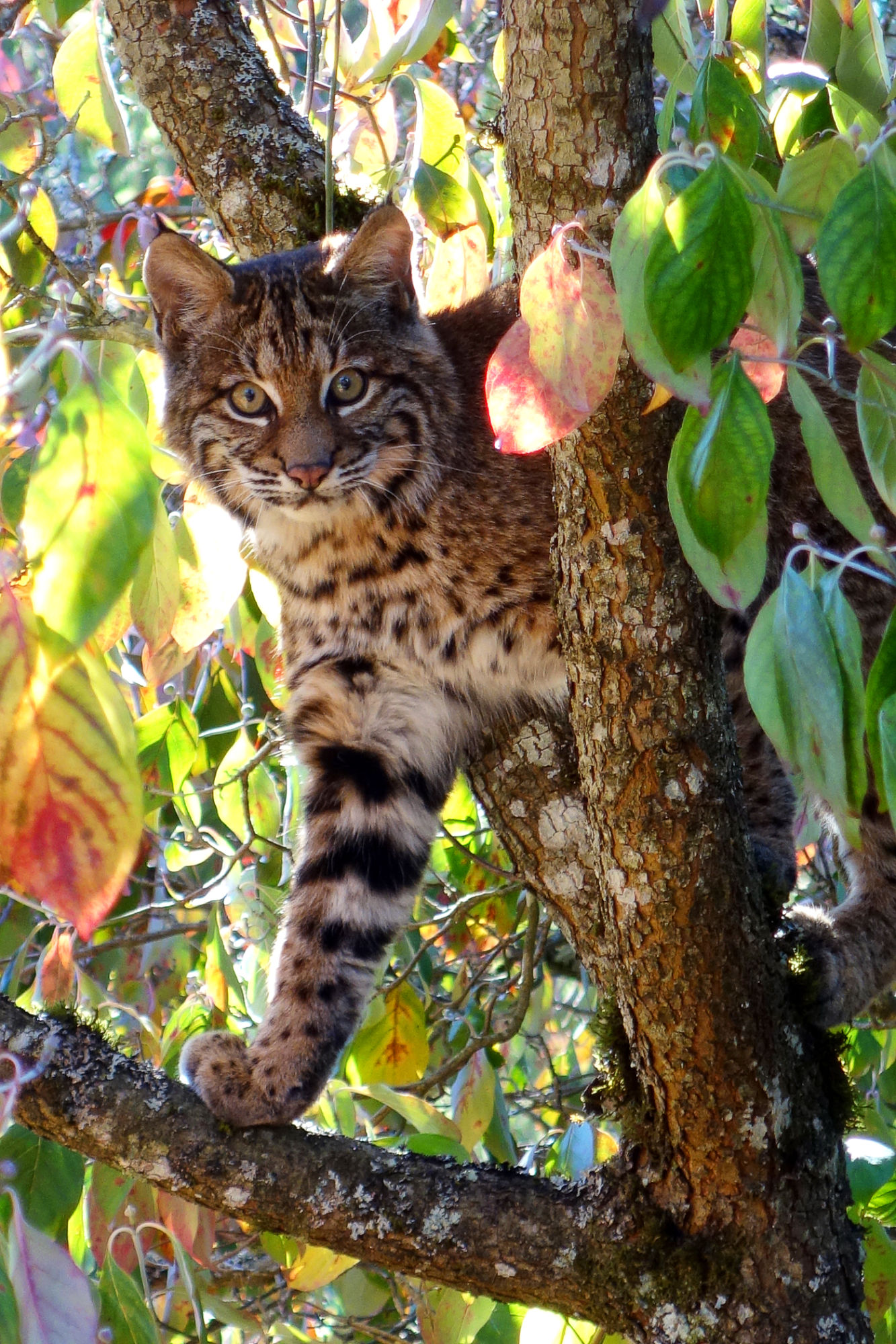 bobcat standing in crook of a small tree, looking at the camera, on a sunny day