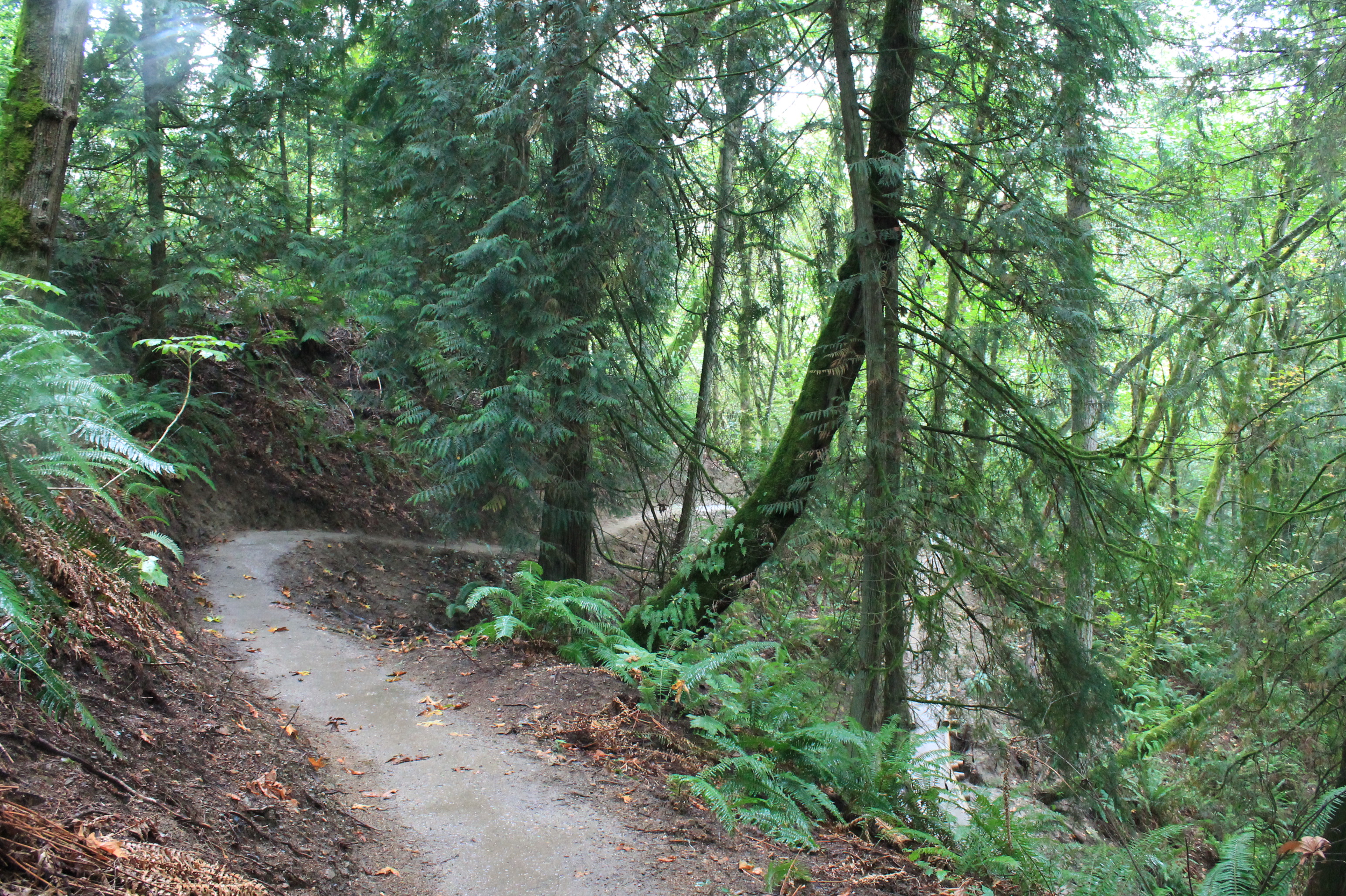 Wooded trail in Evans Creek Preserve. The left side is uphill; the right side is downhill. The trail is lined with both coniferous and deciduous trees, ferns, and other vegetation.