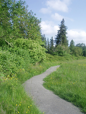 a small trail going to the forest with grass bordering both sides of path and lots of deciduous trees and a few coniferous trees on the left side of the path