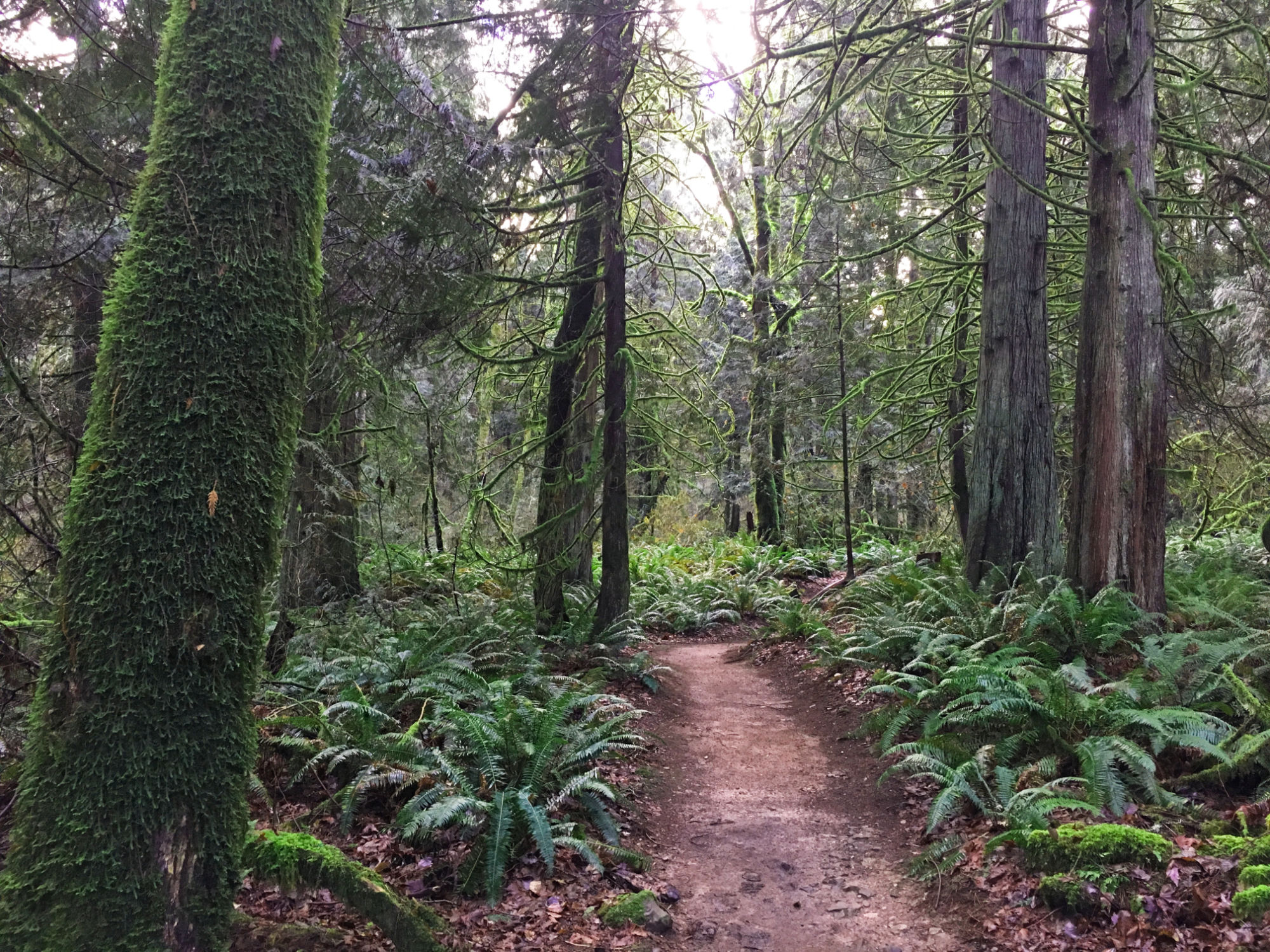 Dirt trail in Beaver Lake Park lined with ferns and moss-covered trees