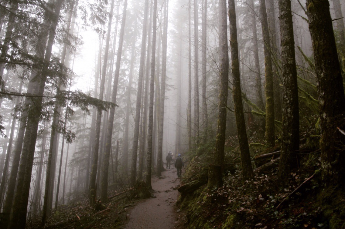 hikers ascend a foggy trail through the forest, the calm tones near sepia