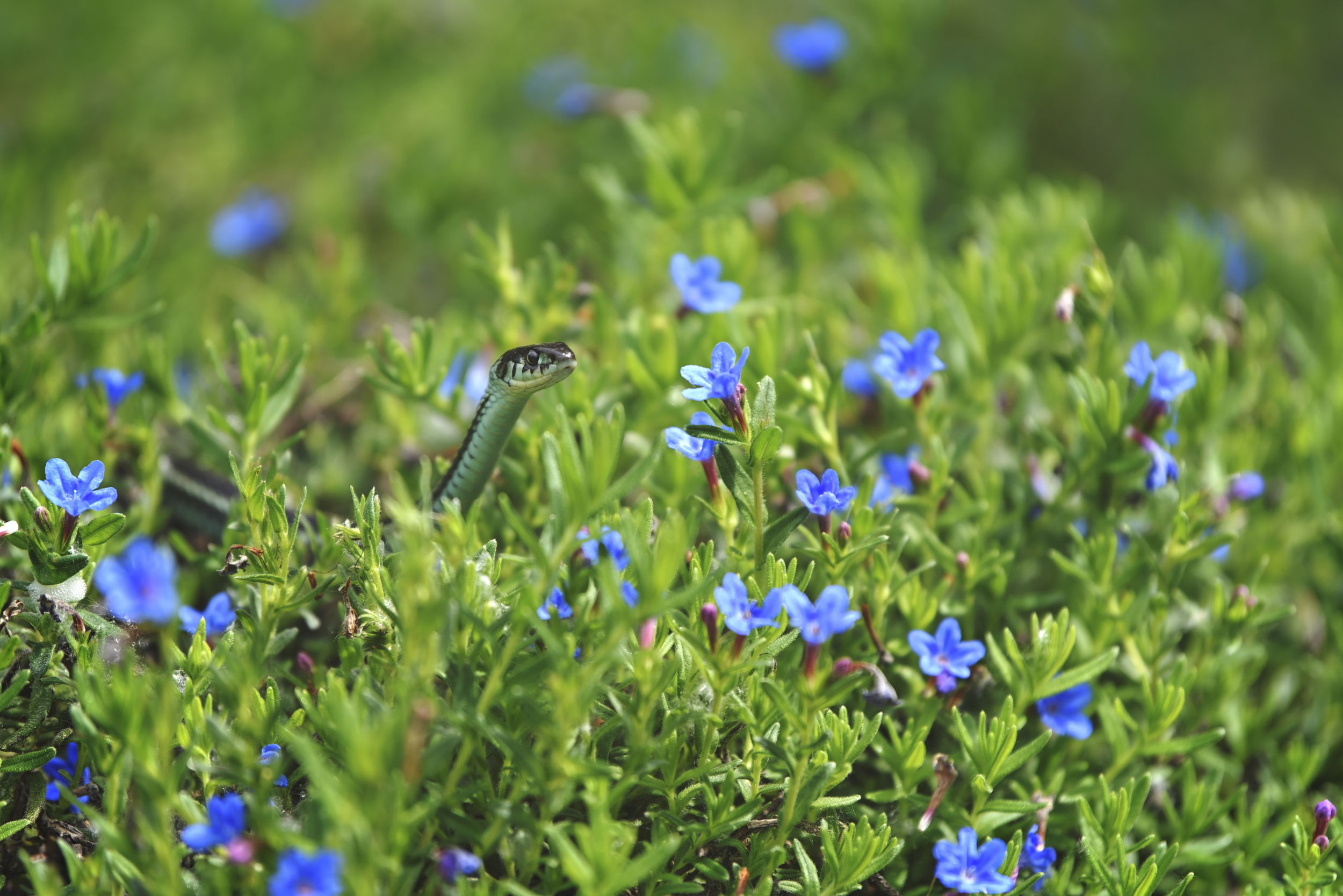 garter snake's head sticking up as it glides through a patch of blue flowers
