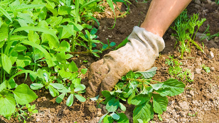 close up of glove-encased hand pulling weeds