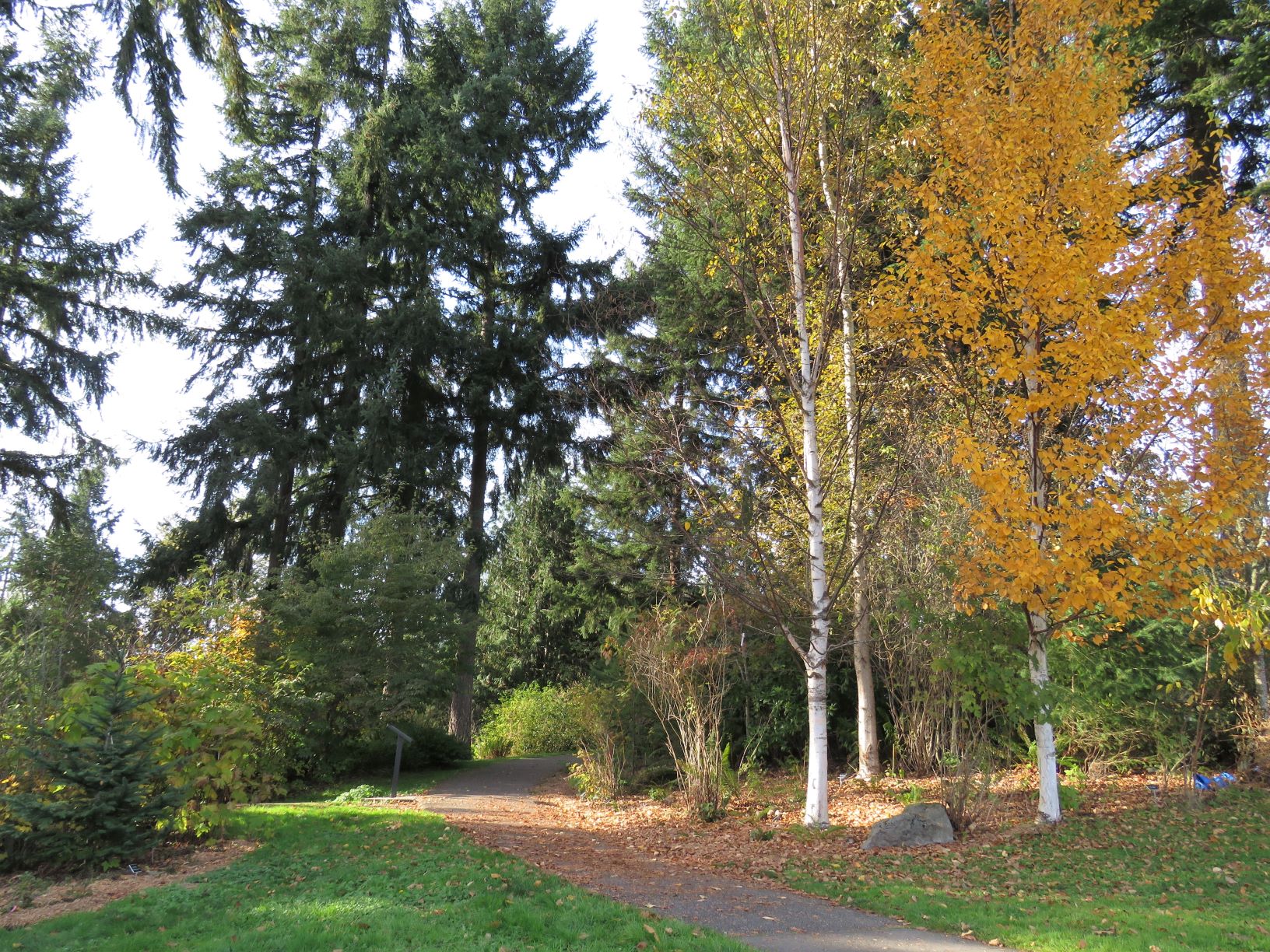 Evergreen trees and partially-bare, golden-leafed deciduous trees loom over the Native Plant Garden in the Lower Sammamish Commons in autumn.