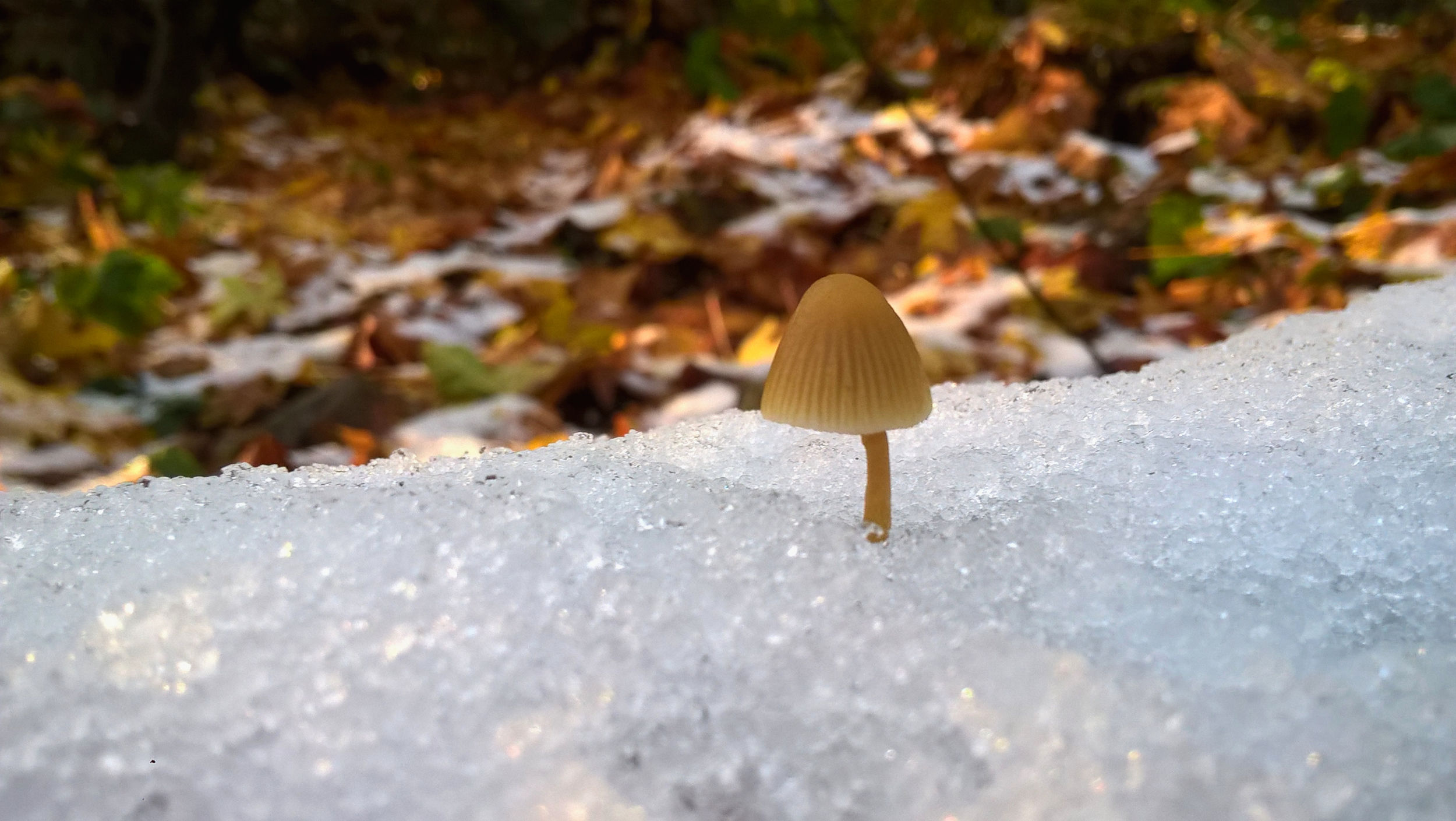 small brown mushroom poking through a patch of icy snow on the forest floor