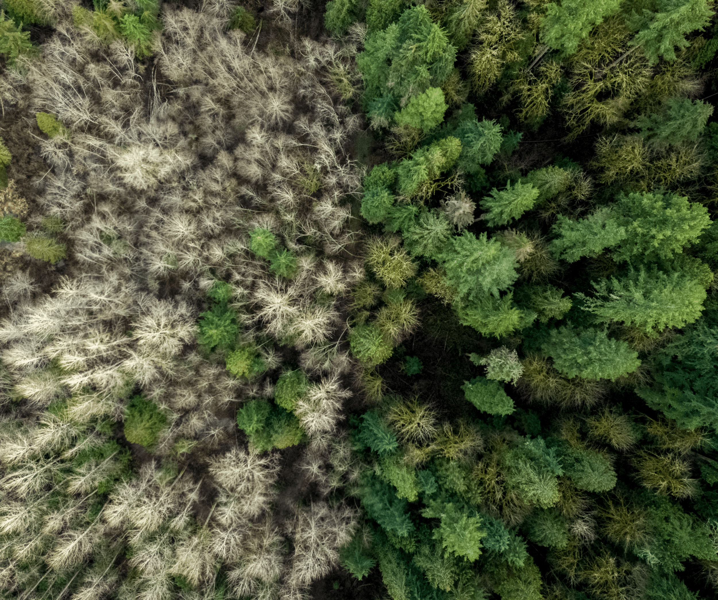 drone photo looking down at a forest where half the photo is live, green conifers and the other half mostly pale bare branches