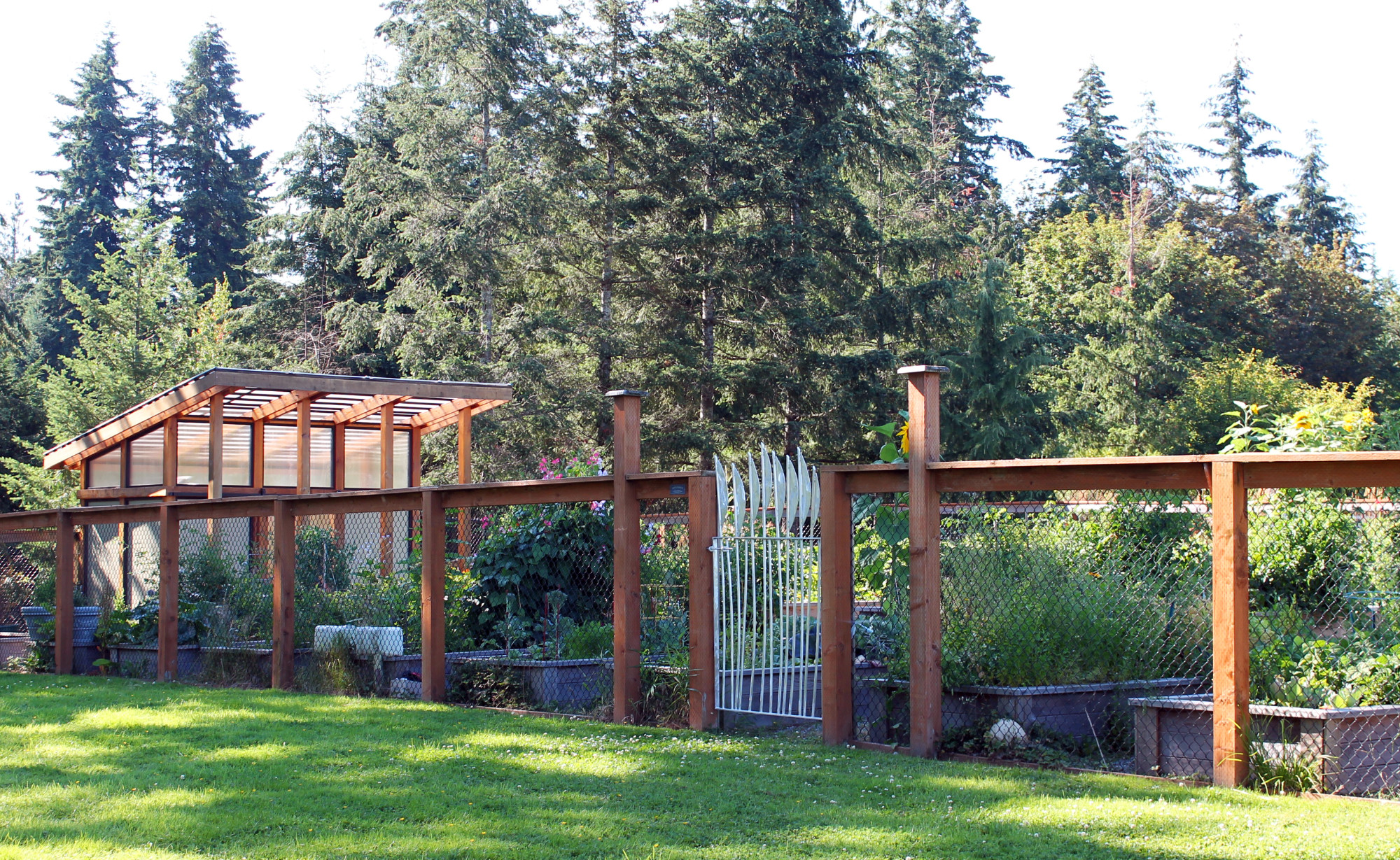 community garden plots behind a fenced area at sammamish commons, each plot is in a raised wooden bed and all are full of thriving plants