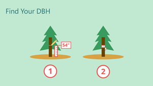 Diagram showing how to measure a tree by first finding its diameter breast height (DBH). First tree shows a measuring stick going from the ground to 54 inches up the tree trunk. The second tree shows the 54-inch mark is where the diameter is to be measured.