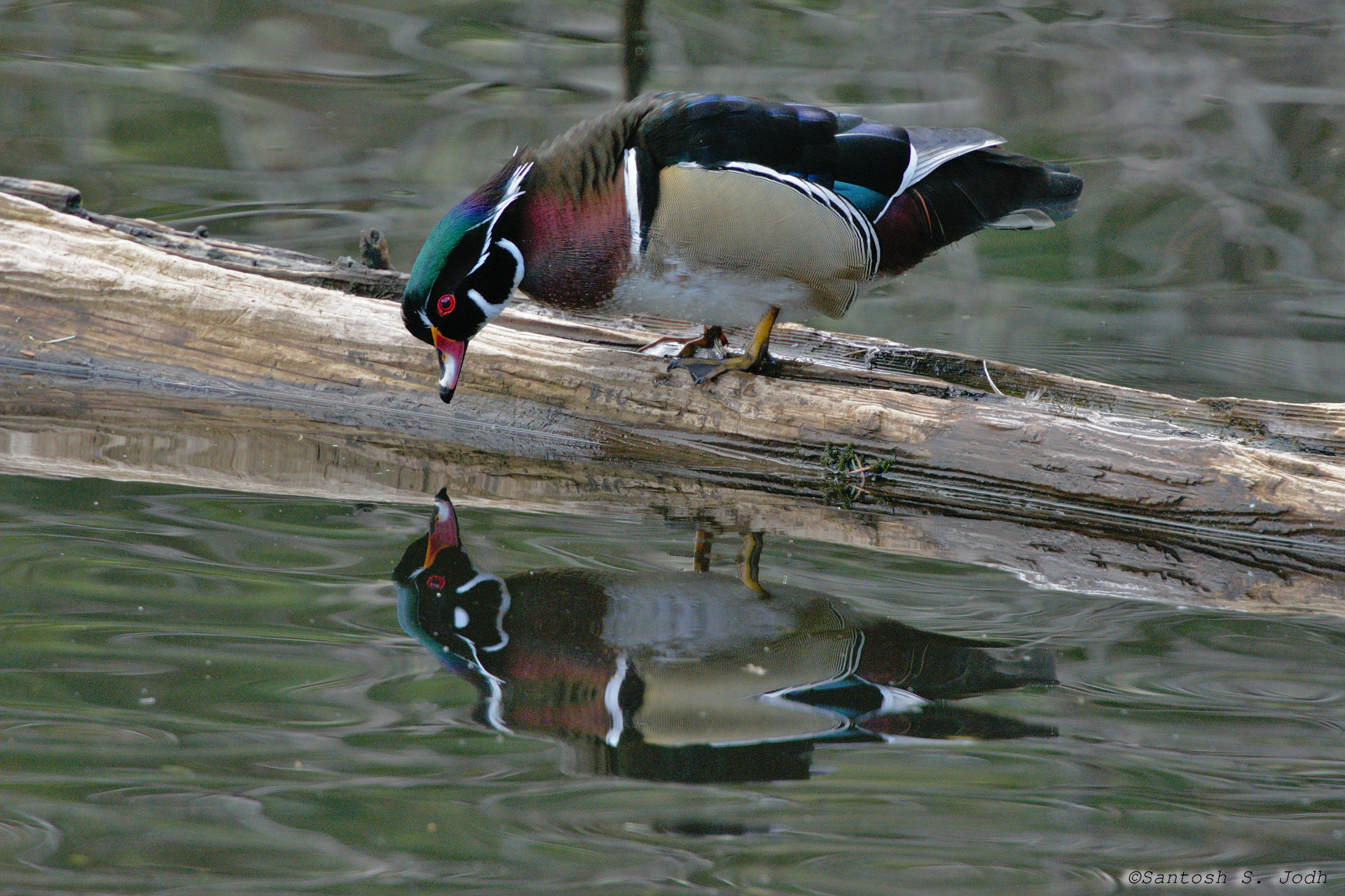 wood duck standing on log in lake, bending over as if looking at its reflection in the water