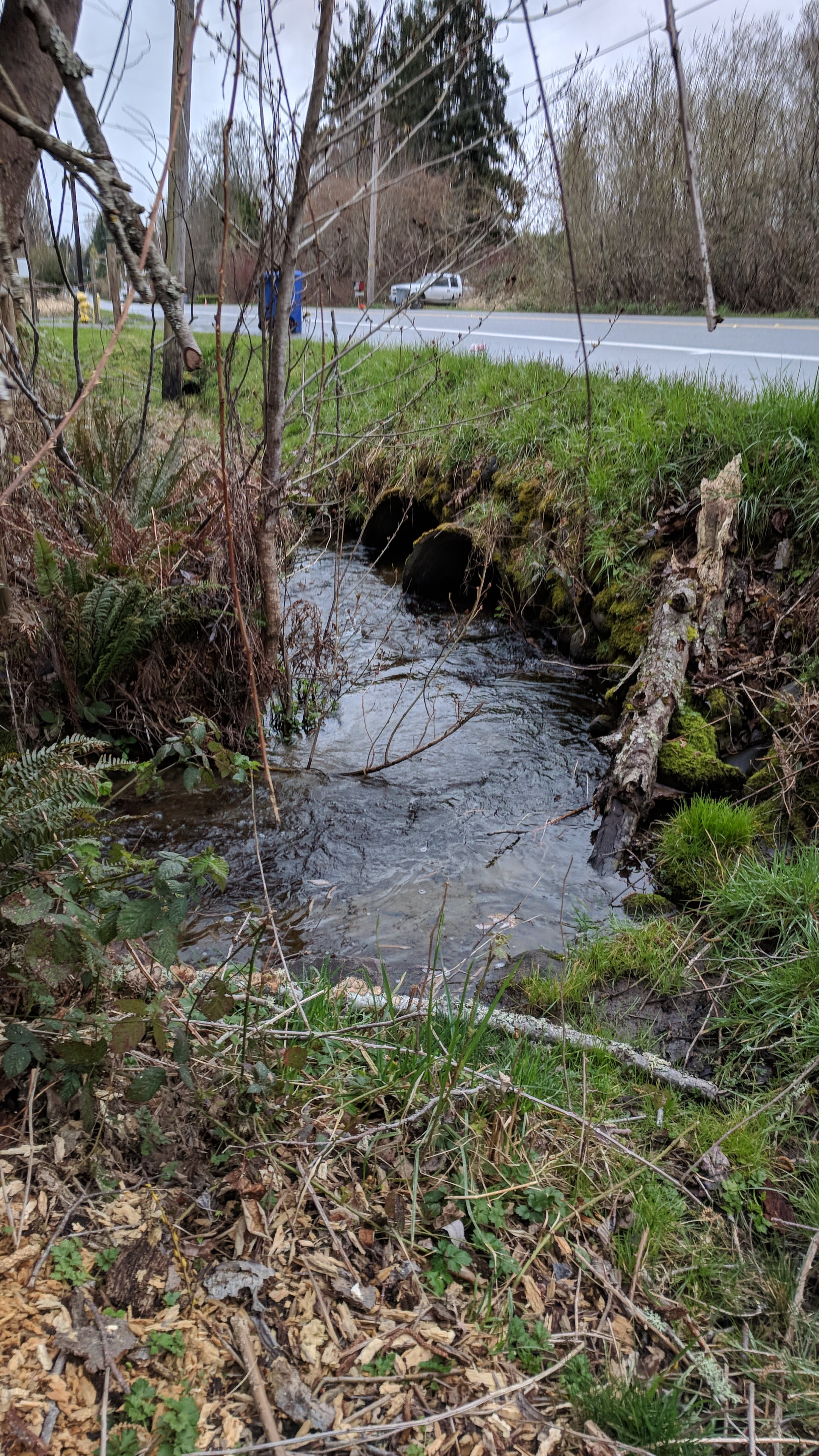 Upstream inlet of Ebright Creek at East Sammamish Parkway with the water gently flowing through grass and fern-covered banks.