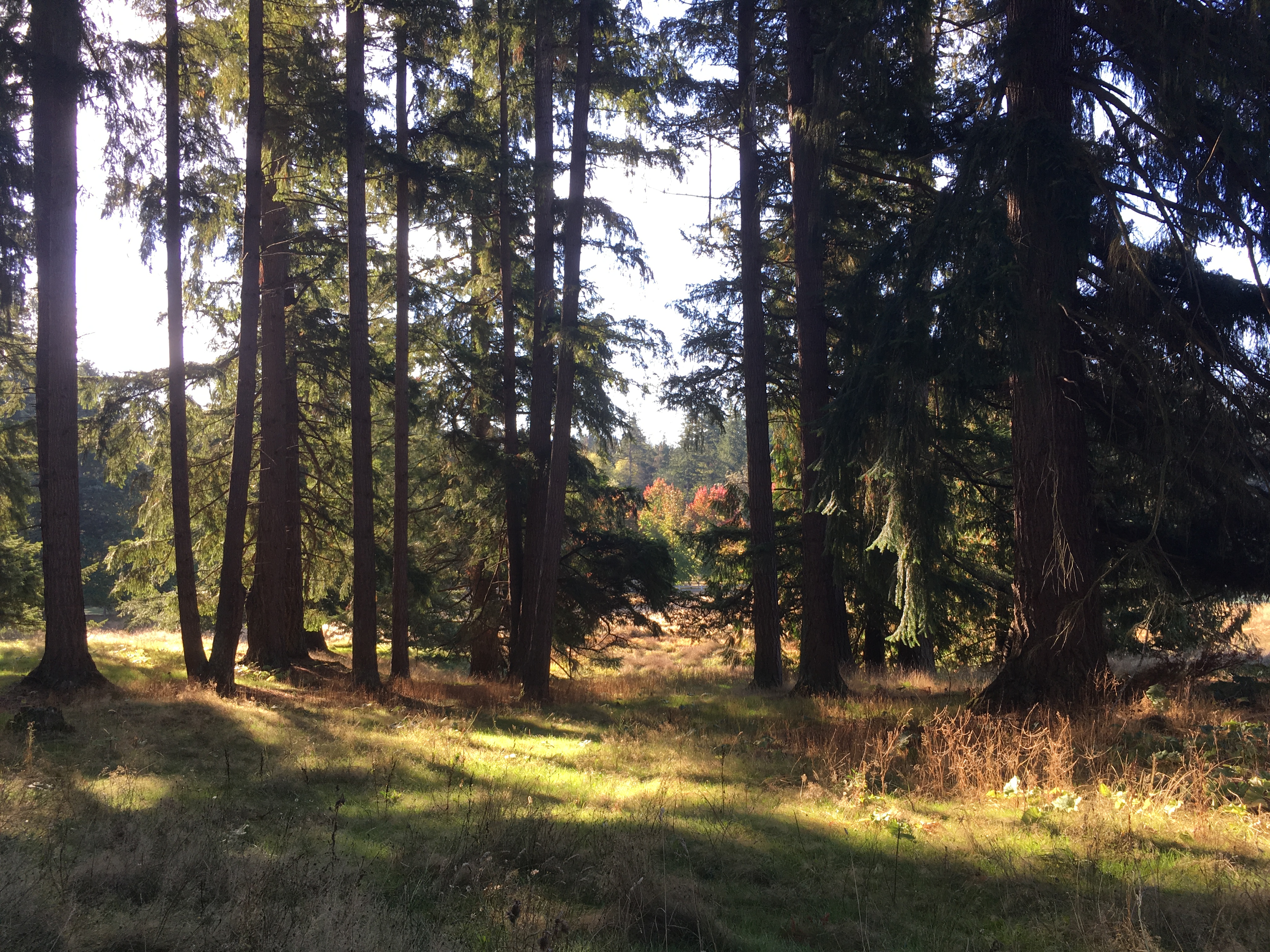Area of natural habitat at Beaton Hill Park with trees, grass, and other vegetation.
