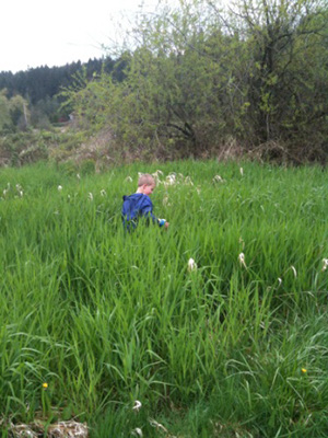 child in blue jacket playing in a grassy area, deciduous and coniferous trees are in the background