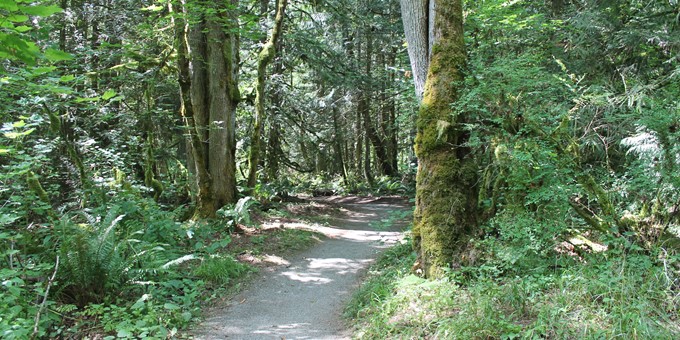 gravel trail passes between two large trees at beaver lake preserve 