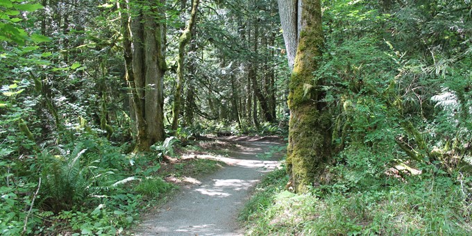 gravel trail passes between two large trees at beaver lake preserve