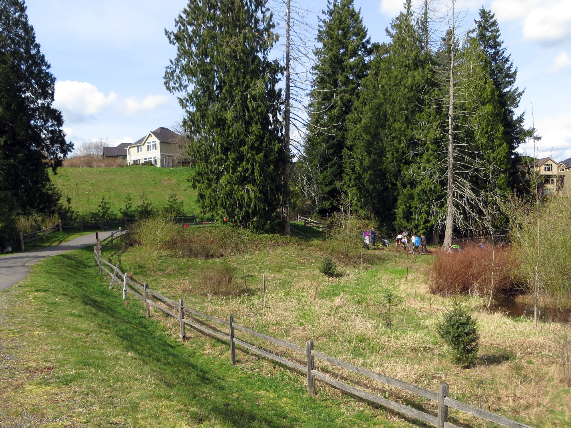 A restoration work party works in the planted area beside the Illahee Park Trail. A wooden fence encloses the restoration area filled with small coniferous trees and other vegetation.