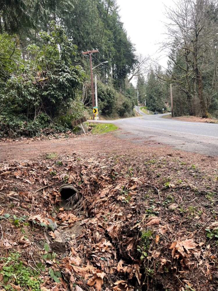 existing conditions of louis thompson, showing a dirt driveway above a leaf-filled ditch beside a road without sidewalk or bike lane