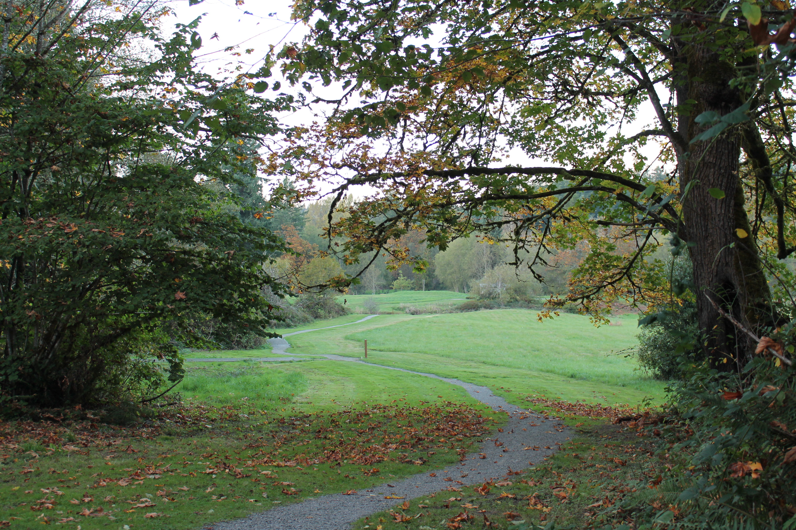 Path through wooded and grassy area in Evans Creek Preserve with orange autumn leaves scattered on the ground.