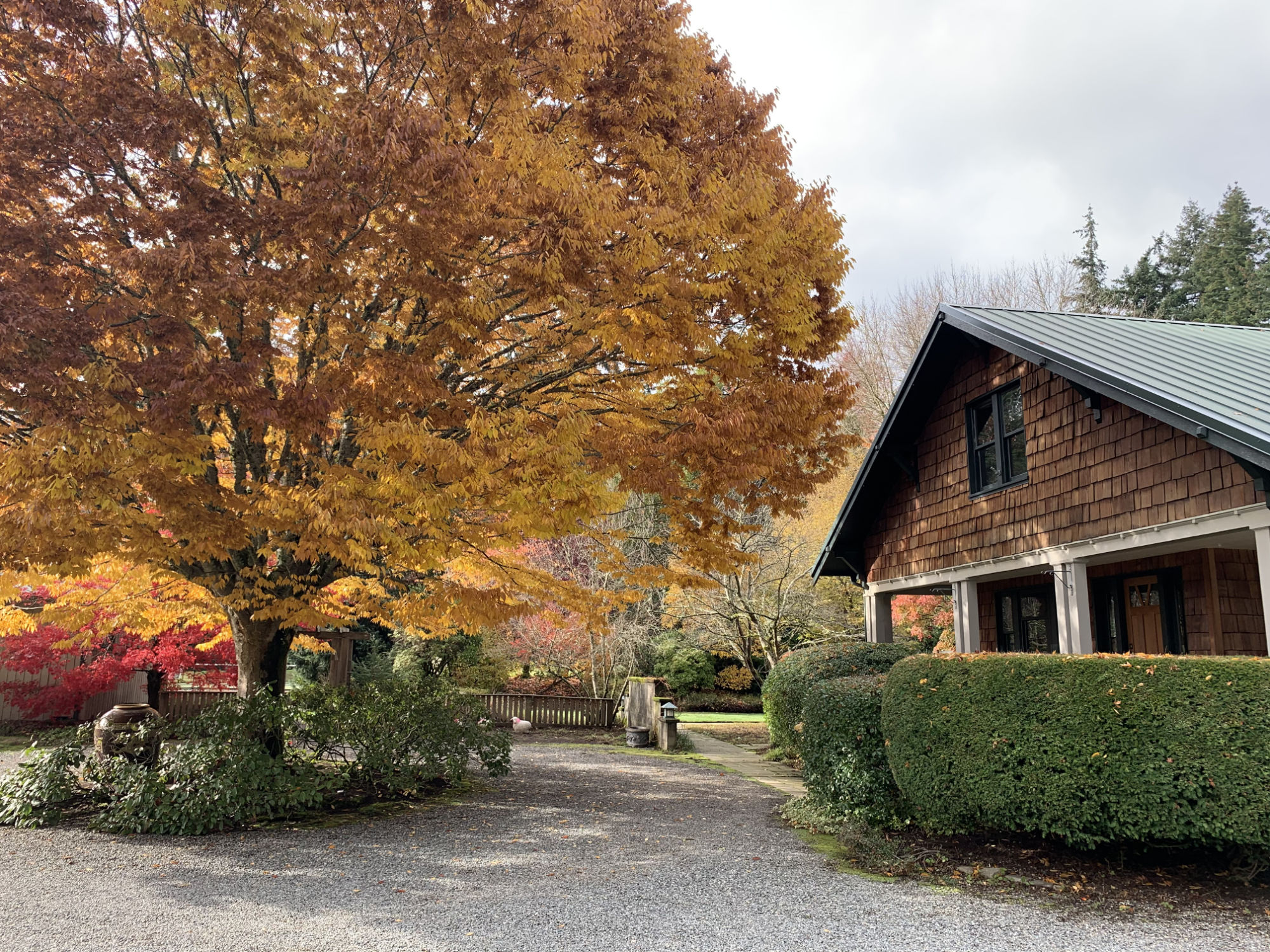 tree with yellow autumn foliage beside shingled small building behind hedges