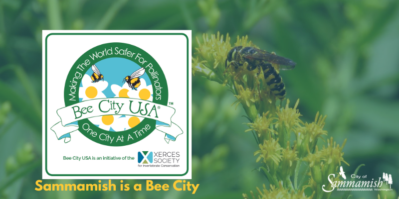 Bee on flower. Sammamish is a bee city. Bee City, USA - making the world safer for pollinators one city at a time.