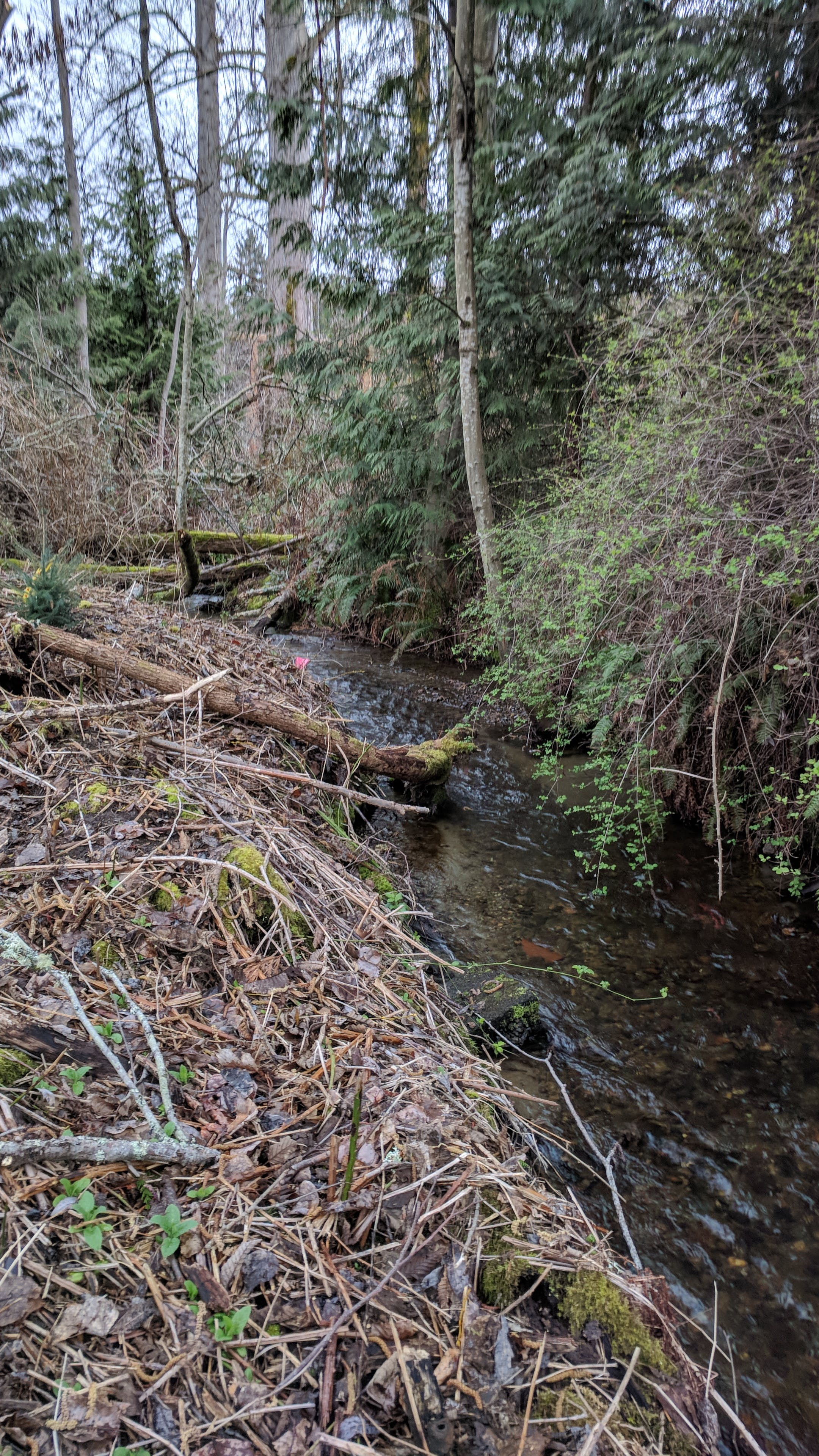 Ebright Creek banks north of East Lake Sammamish Parkway in wooded area full of vegetation, brambles, and fallen trees.