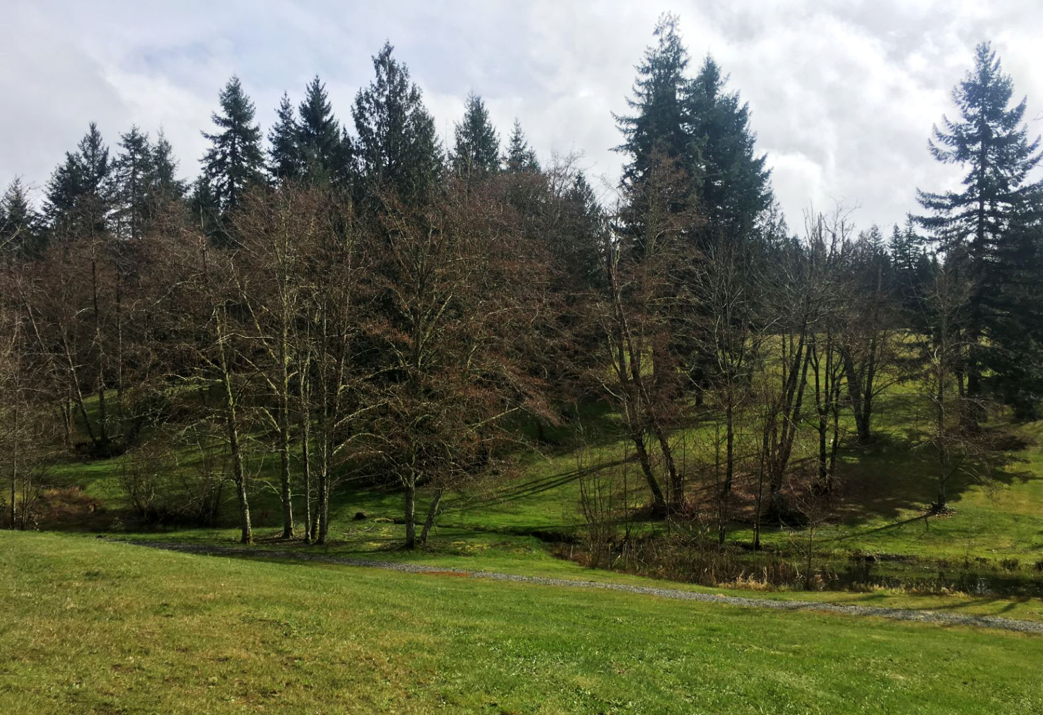 Meadow in Big Rock Park Central with evergreen and deciduous trees and small body of water in the background.