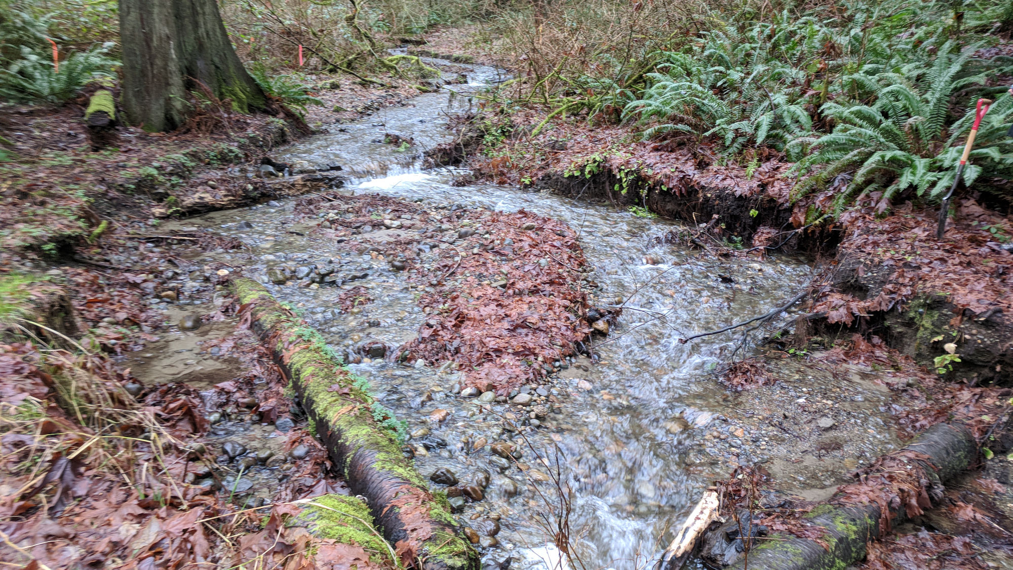 Zackuse Creek through a flat forested area with sword ferns and cedars, the water flowing through a shallow rocky channel