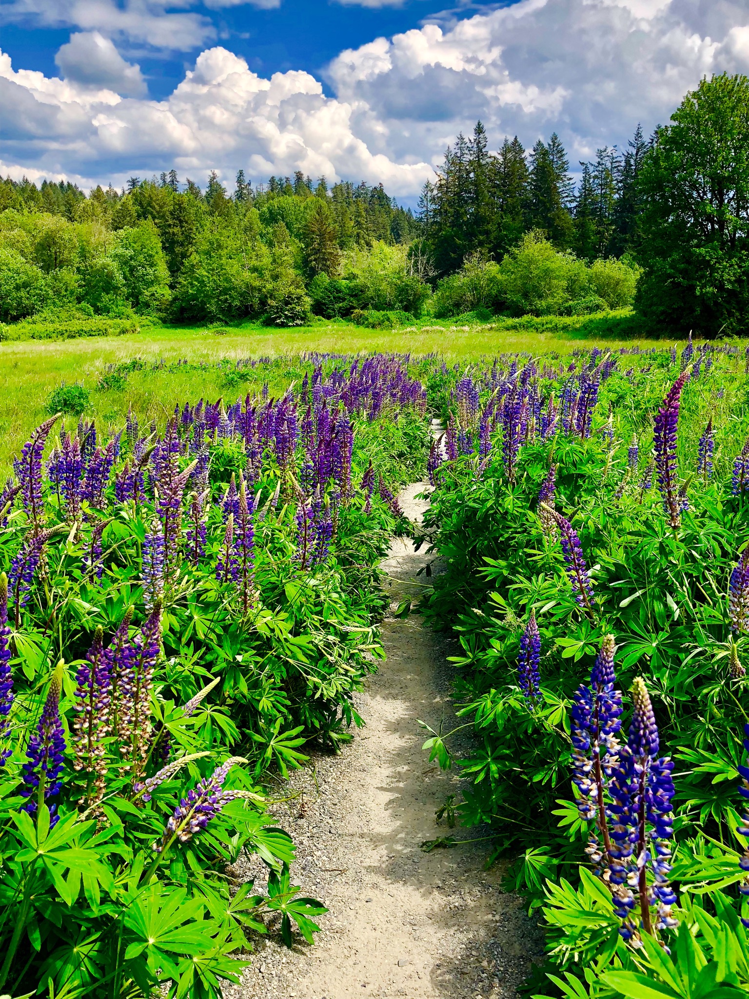 purple lupines edge a dirt trail through a meadow into a forest on a sunny day with big clouds