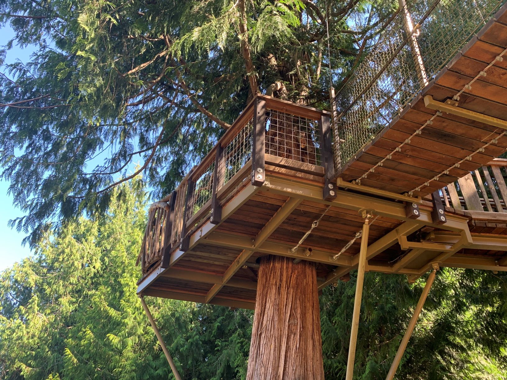 The treehouse at Big Rock Park, with a platform built around a tall cedar and access bridges to the platform