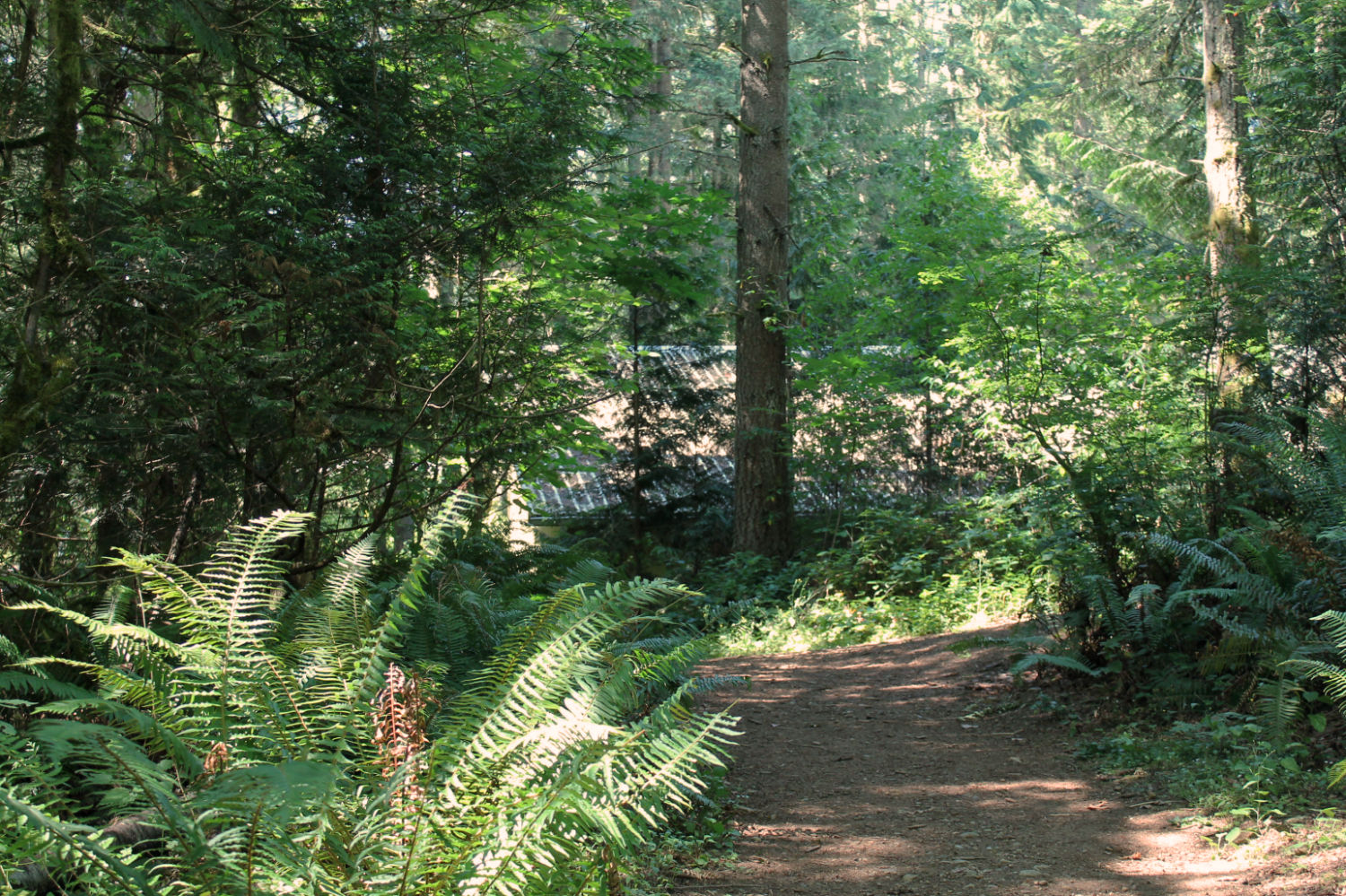 forested trail at big rock park north, a metal roof just visible through the trees